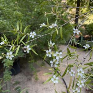 Leptospermum pattersonii