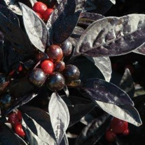 Photo of Ornamental Pepper (Capsicum annuum 'Black Pearl') uploaded by Joy