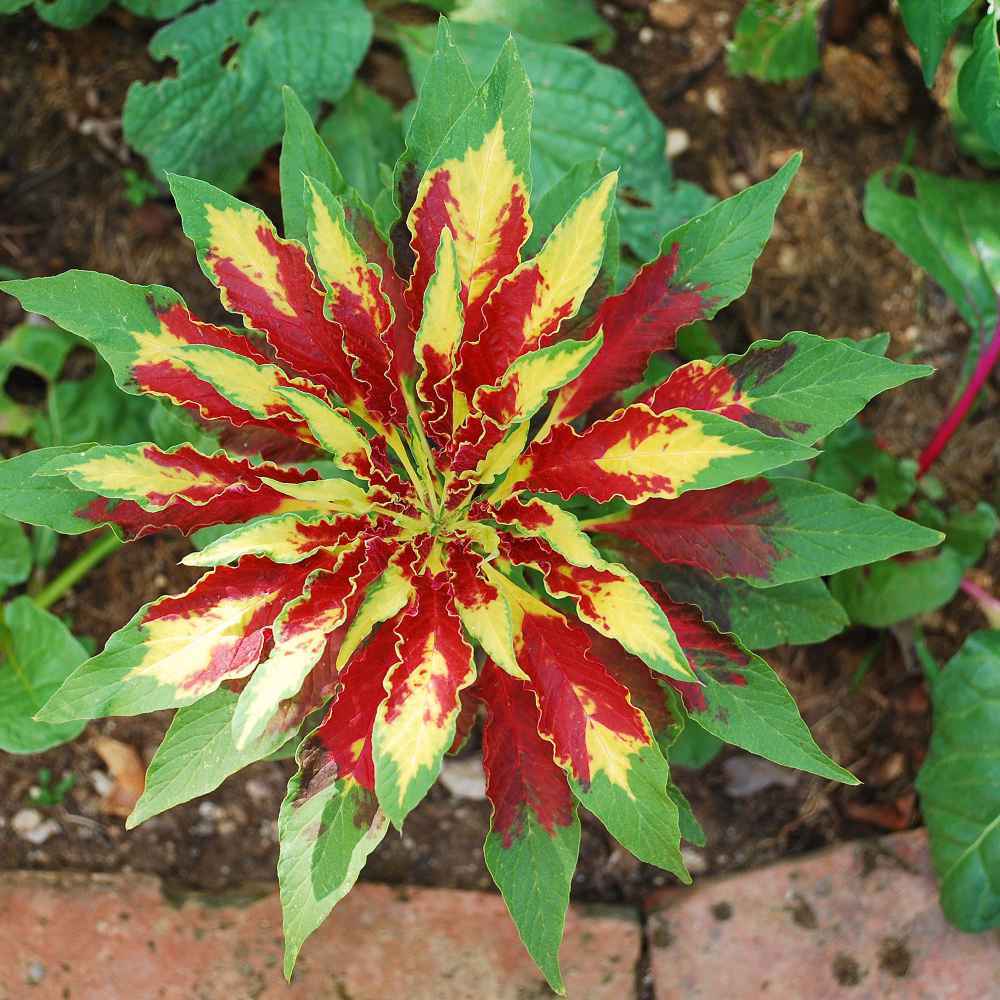 Photo of Summer Poinsettia (Amaranthus tricolor 'Perfecta') uploaded by Joy