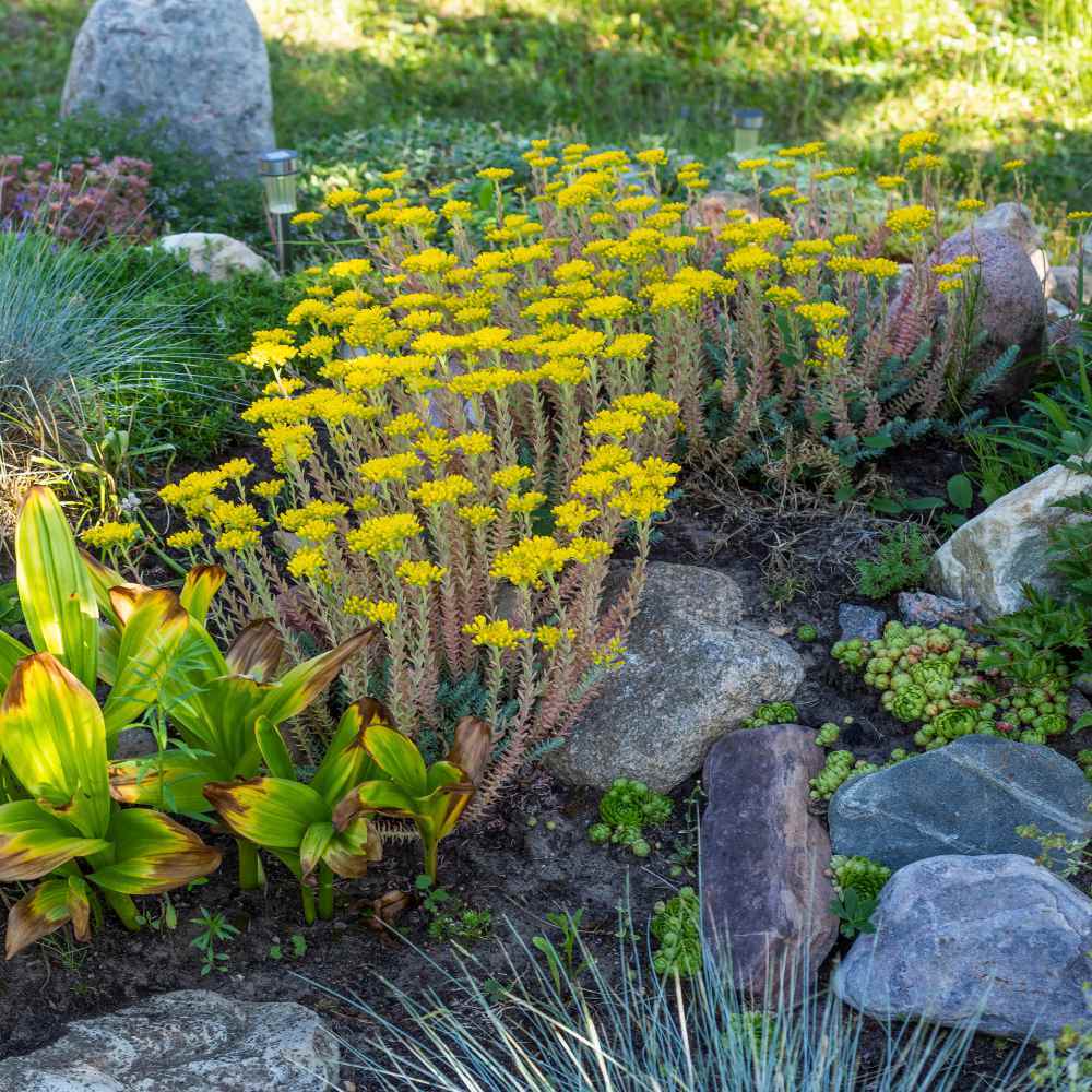 Photo of Yellow Stonecrop (Phedimus ellacombianus) uploaded by Joy
