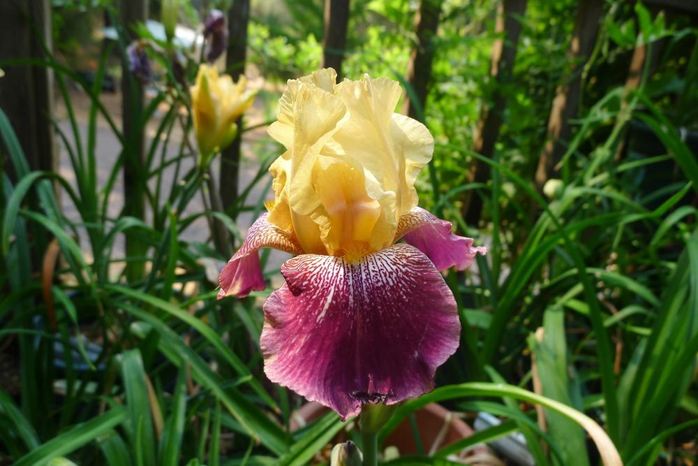 Photo of Tall Bearded Iris (Iris 'Ziggy') uploaded by janwax