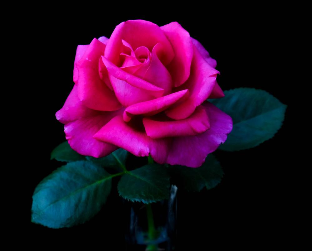 Photo of Rose (Rosa 'Della Reese') uploaded by AnnKNCalif