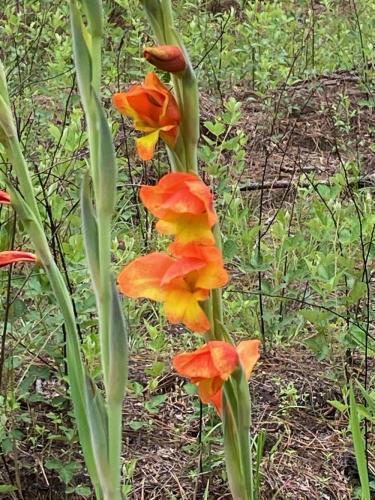 Photo of Parrot Gladiola (Gladiolus dalenii) uploaded by Davidov173