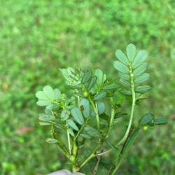 Location: SE Alabama
Date: 1SEP21
Seeds visible beneath leaves