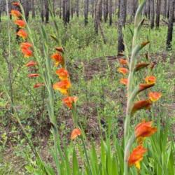 Location: Fort Rucker, AL
Date: June 2021
Wild parrot Gladiolas growing wild on an old compost yard on an A