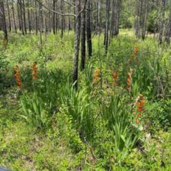 Location: Fort Rucker, AL
Date: June 2021
Wild parrot gladiolas growing in a pine forrest on the site of an