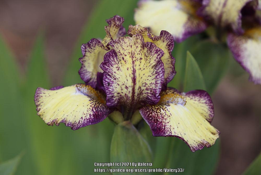 Photo of Standard Dwarf Bearded Iris (Iris 'Kaching') uploaded by Valery33