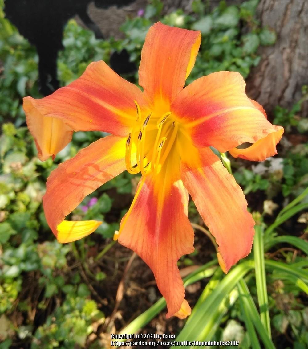 Photo of Daylily (Hemerocallis 'Chesapeake Crablegs') uploaded by bloominholes2fill