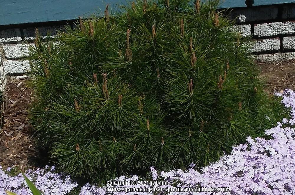 Photo of Mugo Pine (Pinus mugo) uploaded by bloominholes2fill