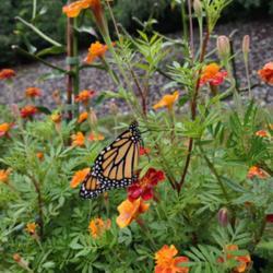 Location: Athol, MA
Date: 2021-09-01
#pollination Monarch