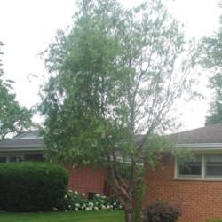 Location: Des Plaines, Illinois
Date: 2021-06-29
a maturing tree