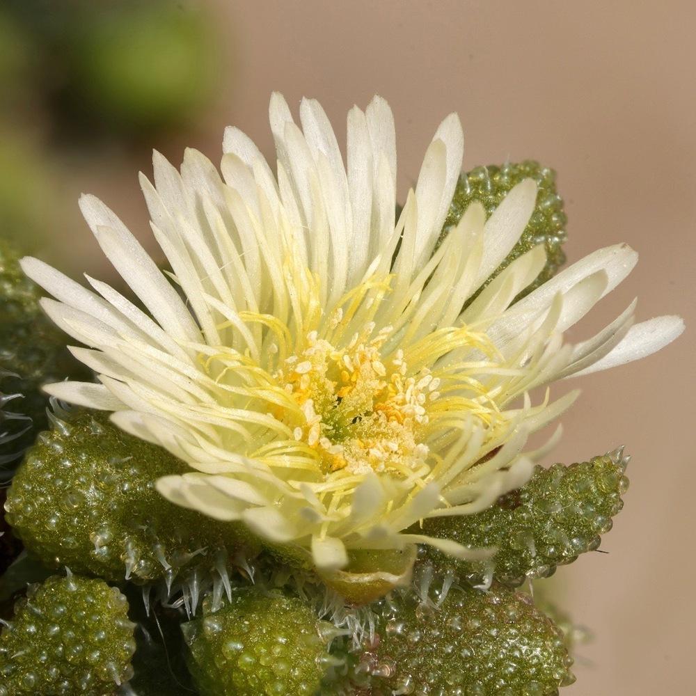 Photo of Ice Plant (Delosperma echinatum) uploaded by Baja_Costero