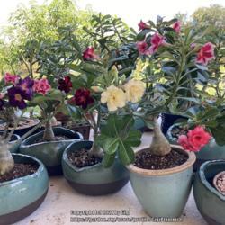 Location: Tampa, Florida
Date: 2021-09-05
My blooming grafted desert roses May to August 2021 collections