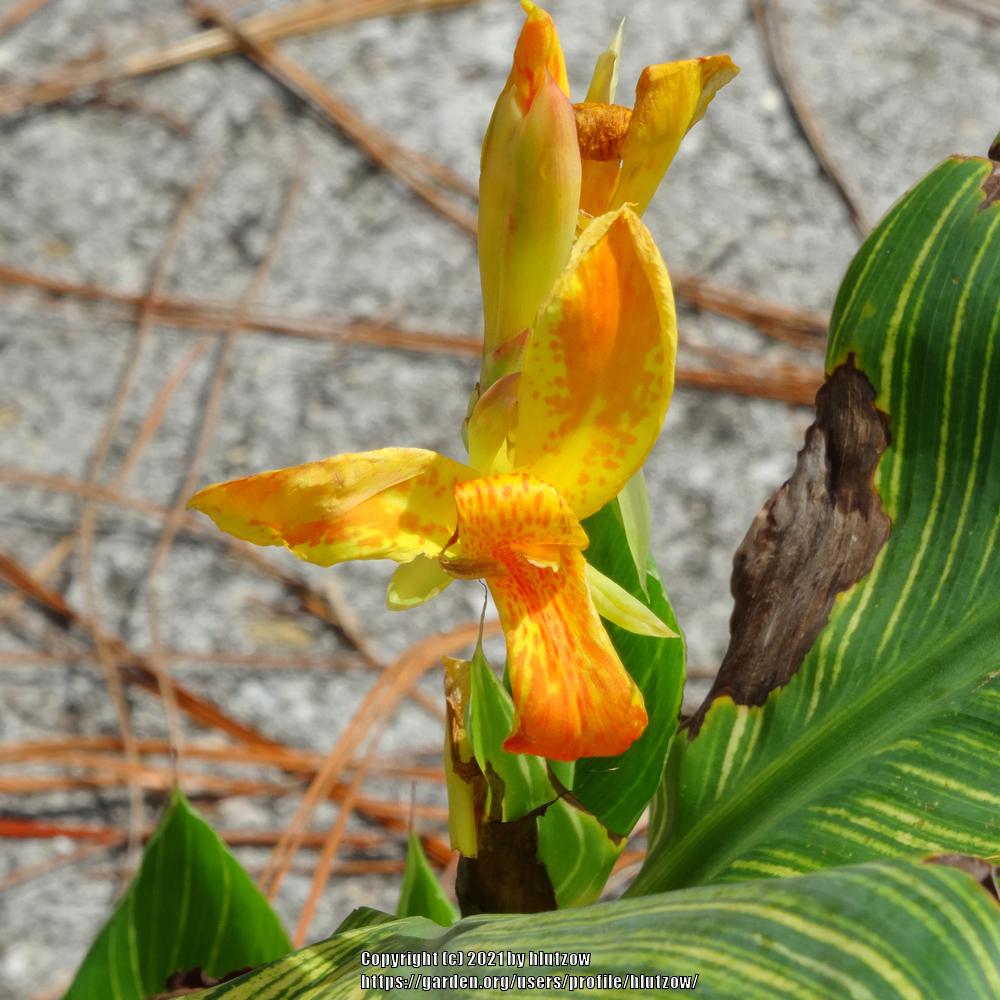 Photo of Canna (Canna x generalis Tropicanna® Gold) uploaded by hlutzow