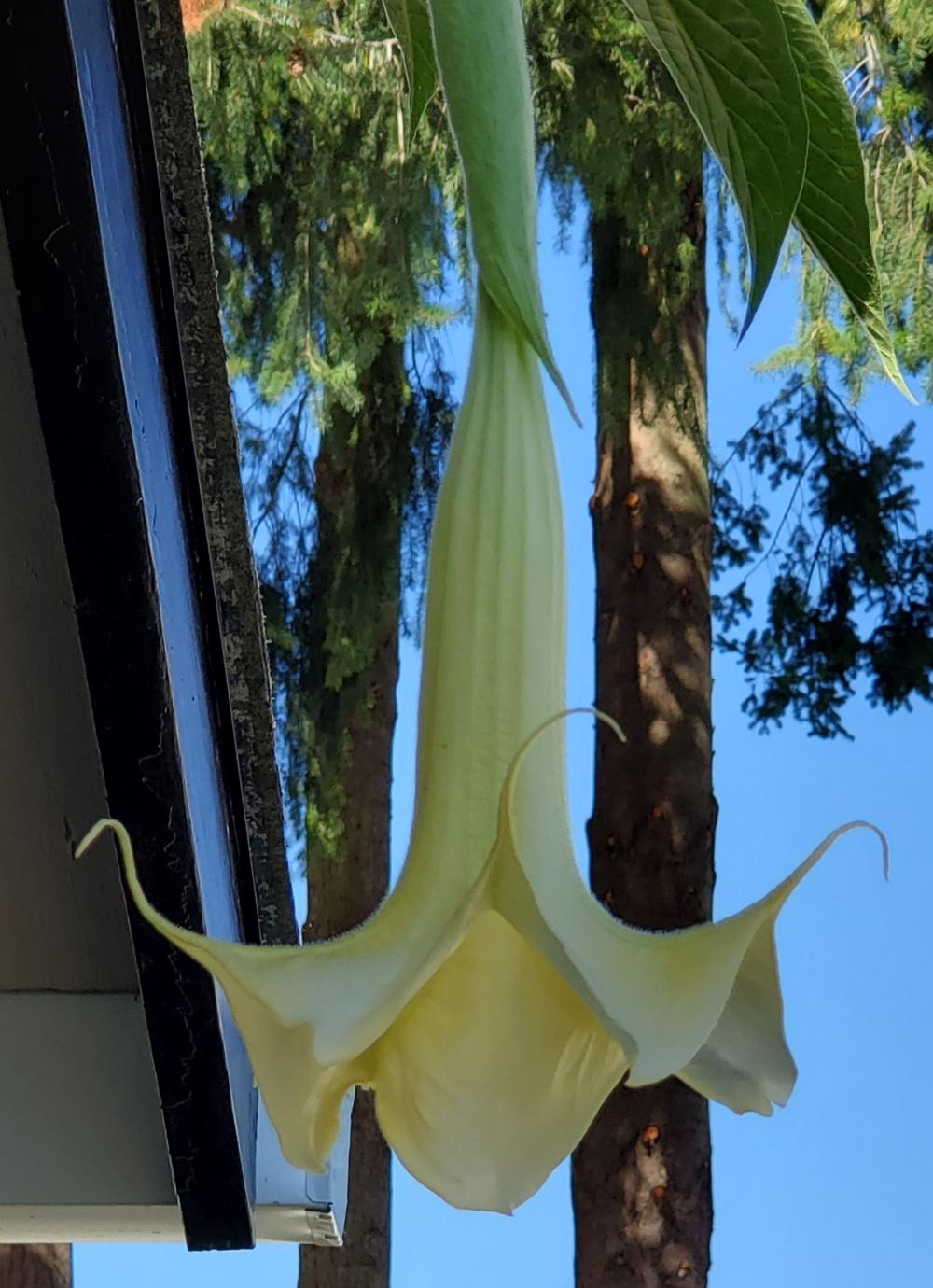 Photo of Angel Trumpet (Brugmansia 'Hunter') uploaded by karmahappytoes
