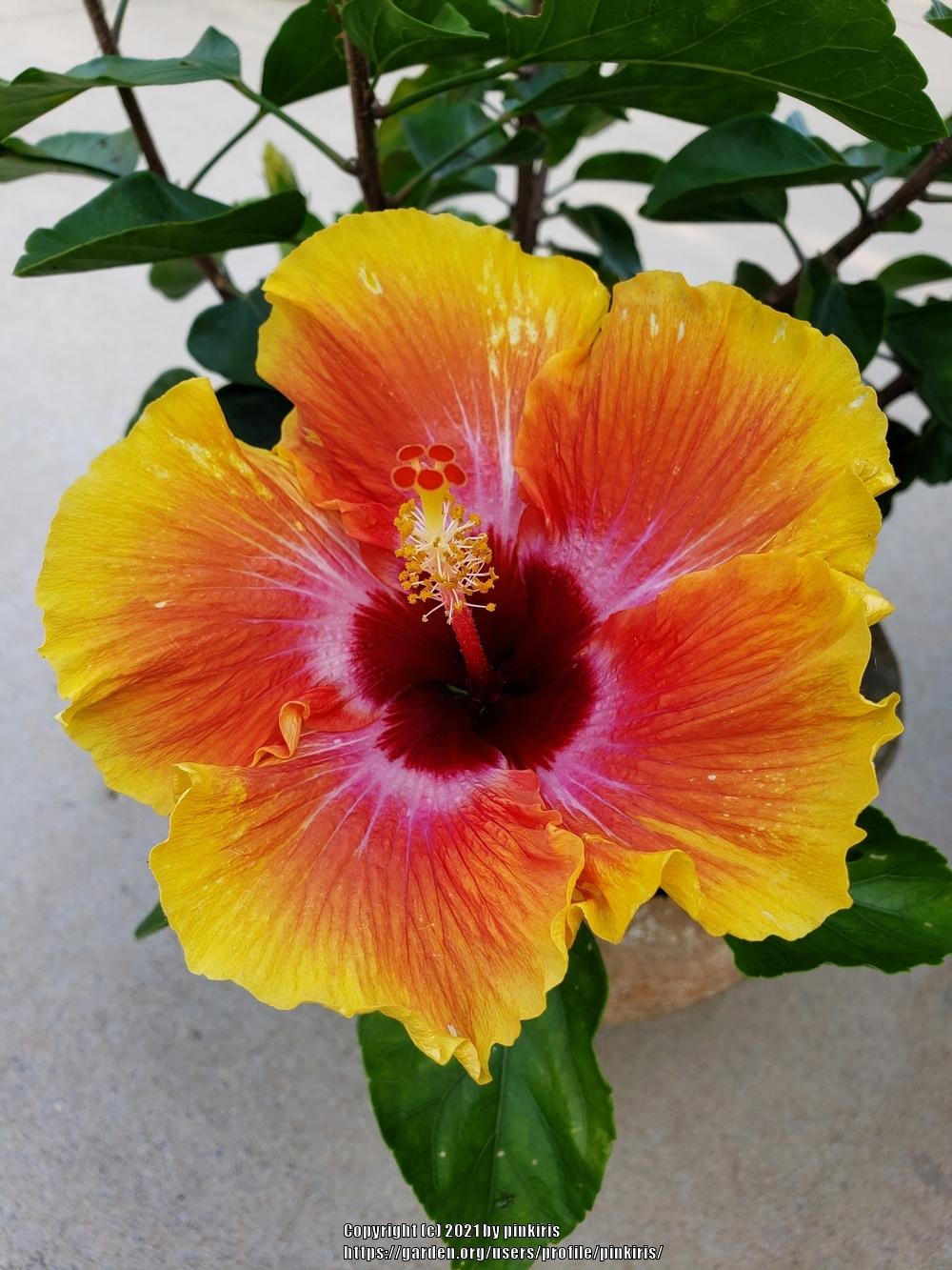 Photo of Tropical Hibiscus (Hibiscus rosa-sinensis 'Hawaiian Sunset') uploaded by pinkiris