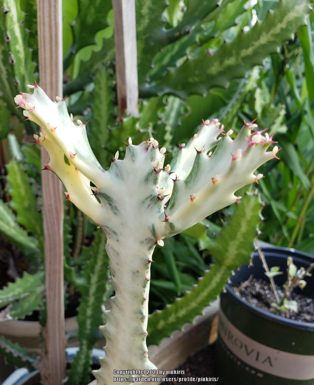 Photo of Euphorbia (Euphorbia lactea 'White Ghost') uploaded by pinkiris