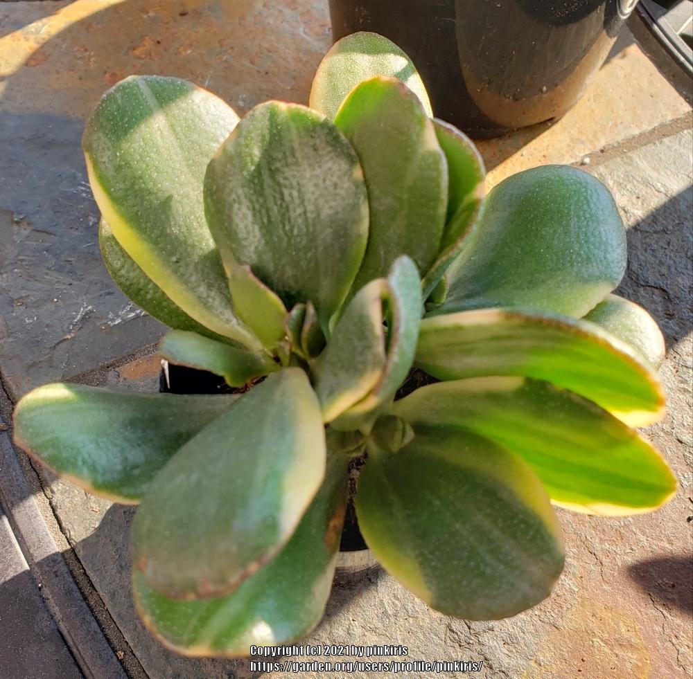 Photo of Jade Plant (Crassula ovata 'Lemon & Lime') uploaded by pinkiris