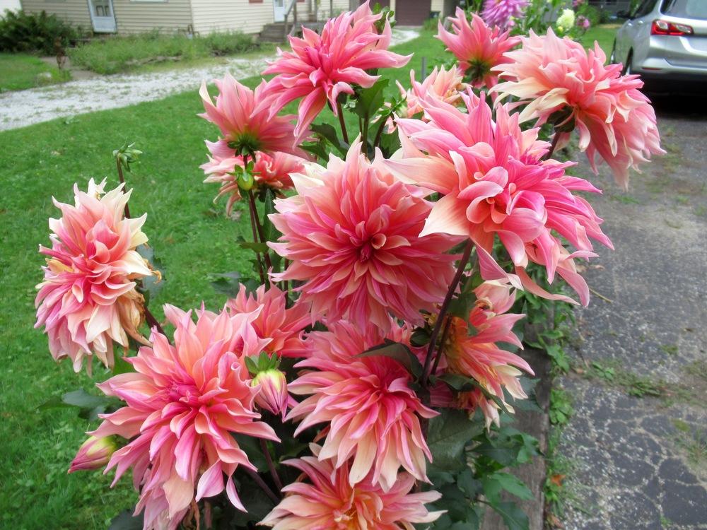 Photo of Dahlia 'Labyrinth' uploaded by psudan