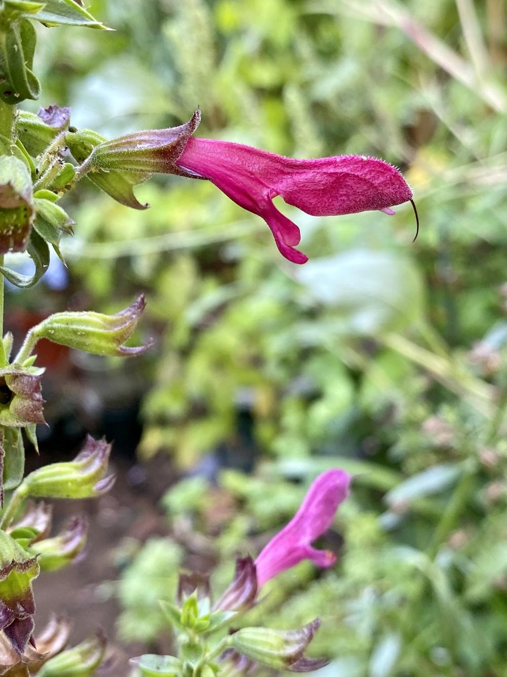 Photo of Big Red Sage (Salvia penstemonoides) uploaded by Gerris2