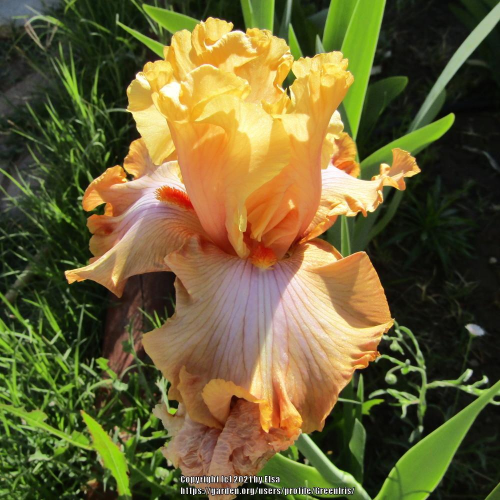 Photo of Tall Bearded Iris (Iris 'Ambertime') uploaded by GreenIris