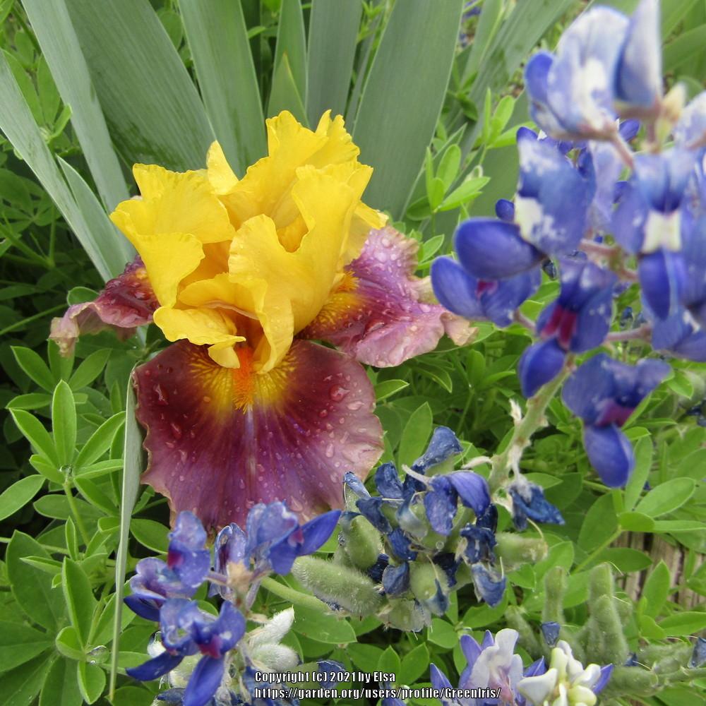 Photo of Tall Bearded Iris (Iris 'In Living Color') uploaded by GreenIris