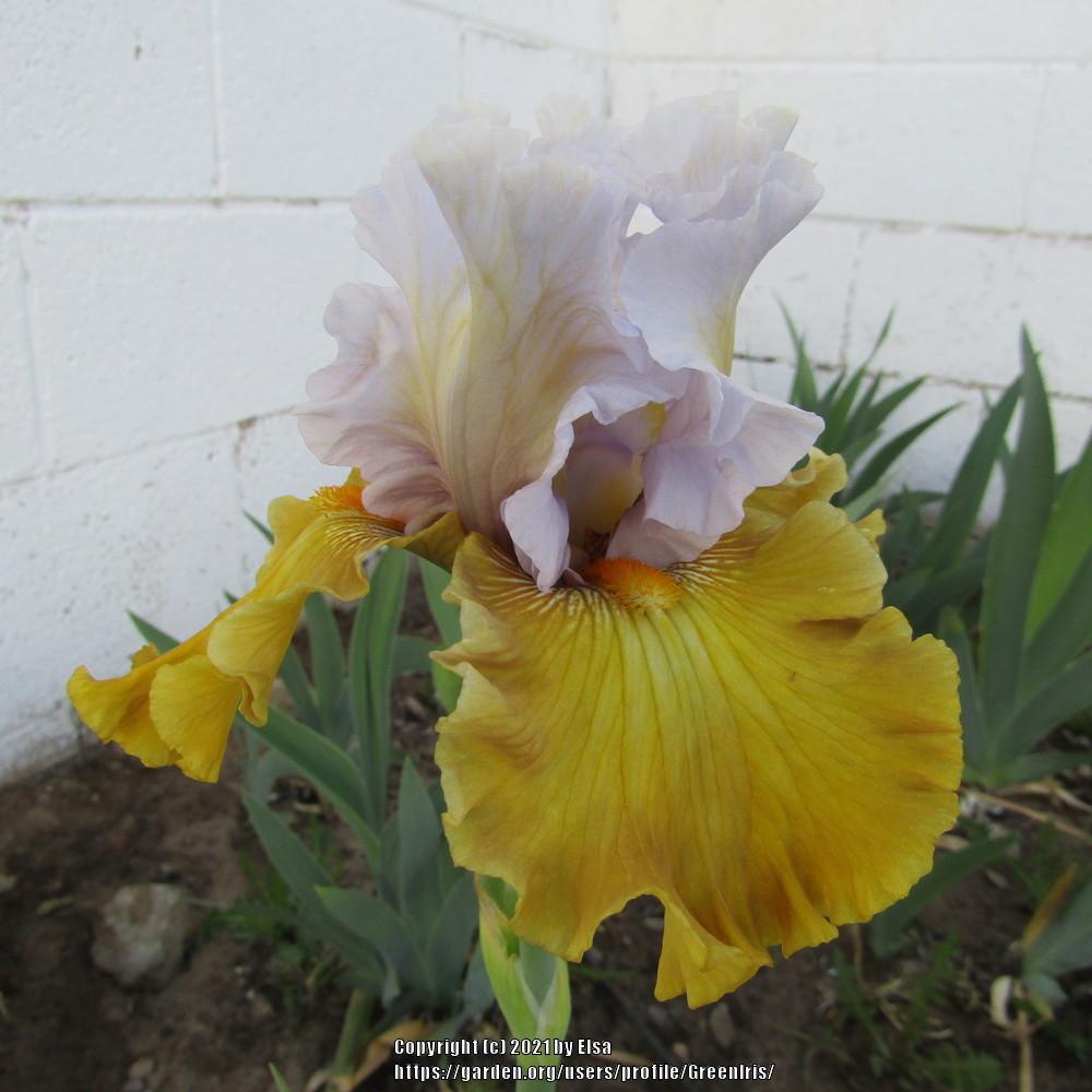 Photo of Tall Bearded Iris (Iris 'Olive Windows') uploaded by GreenIris