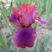 Arilbred Iris De Nile
