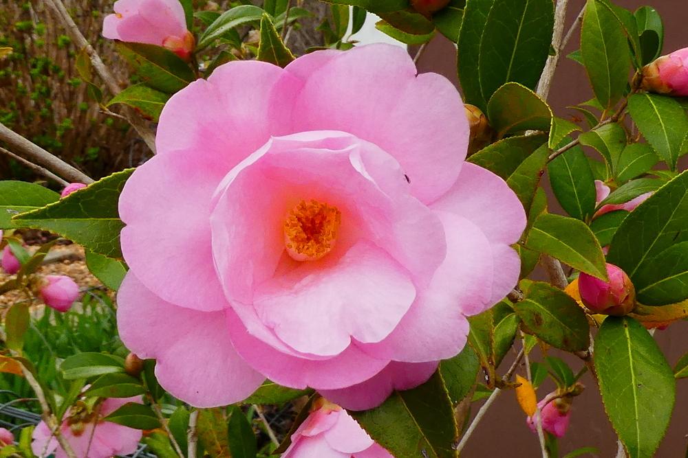 Photo of Camellia 'Taylor's Perfection' uploaded by LoriMT