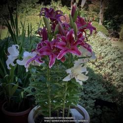 Location: Bea’s garden
Date: 2021
Lilies in pots