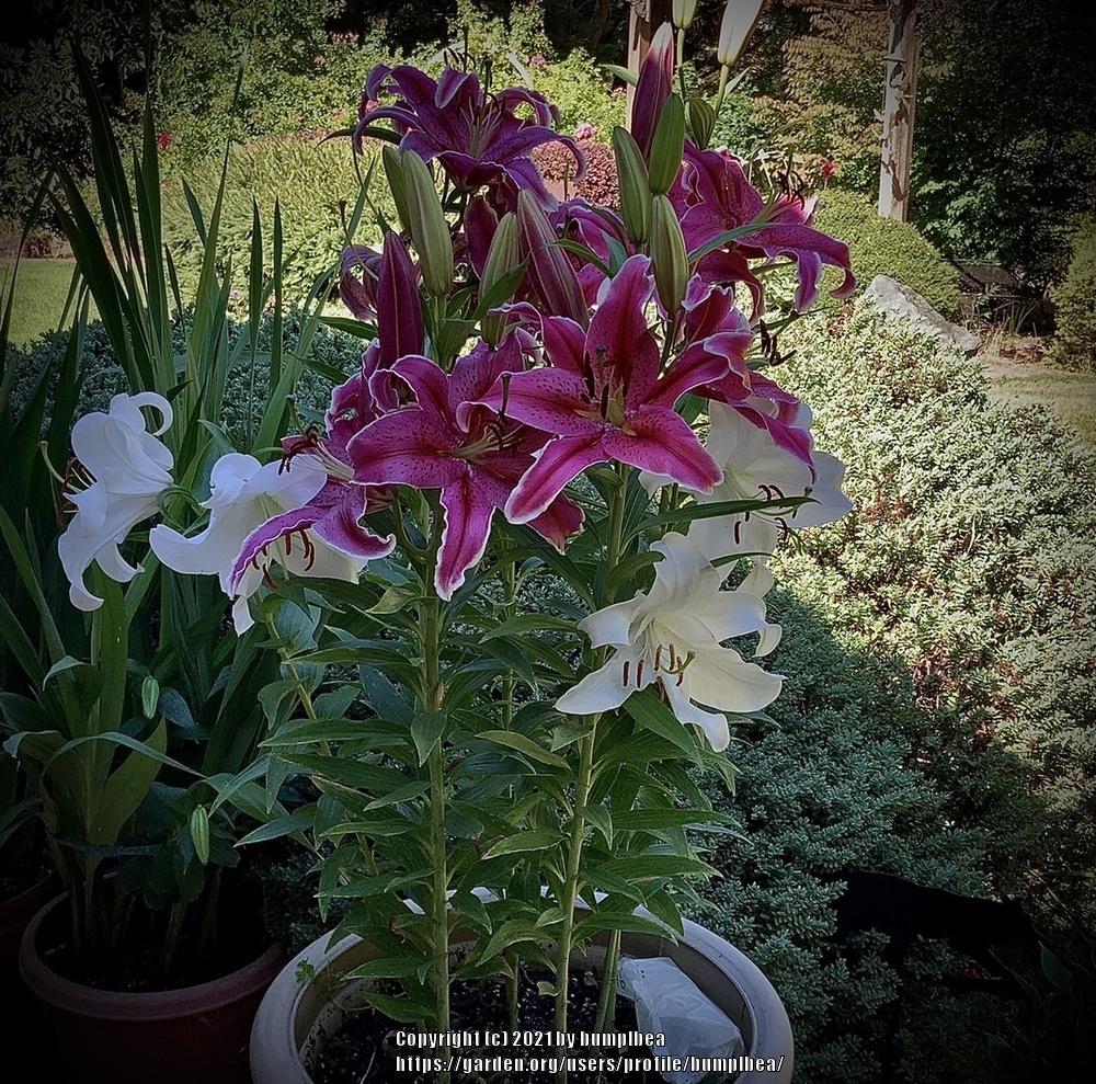 Photo of Lilies (Lilium) uploaded by bumplbea