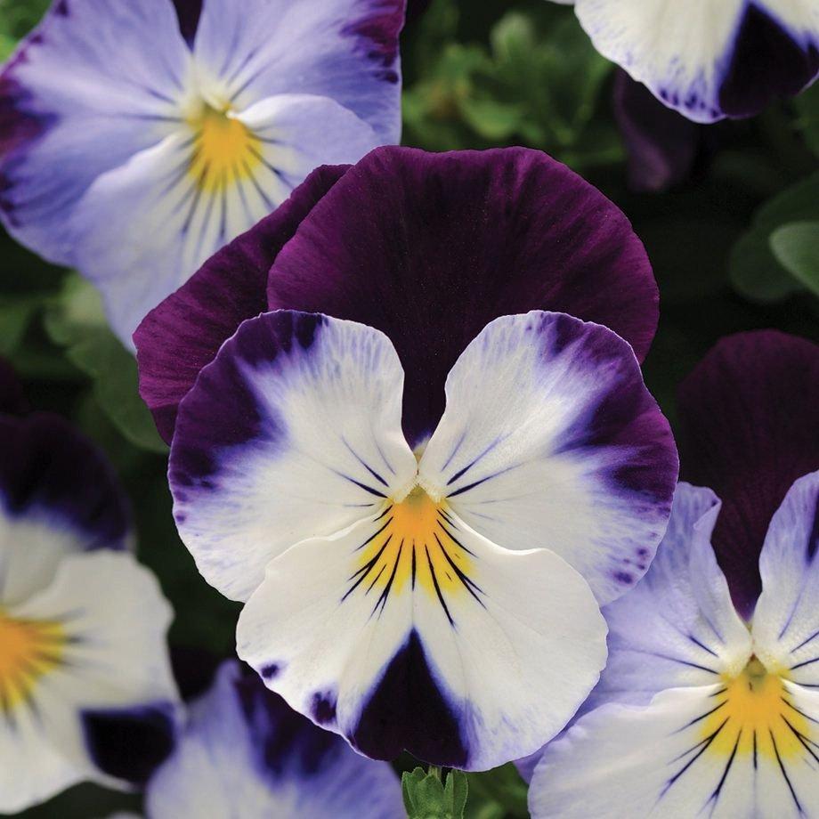 Photo of Pansy (Viola x wittrockiana Cool Wave® Violet Wing) uploaded by Joy