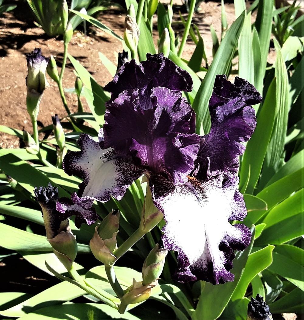 Photo of Tall Bearded Iris (Iris 'A Grape Fit') uploaded by Bitoftrouble
