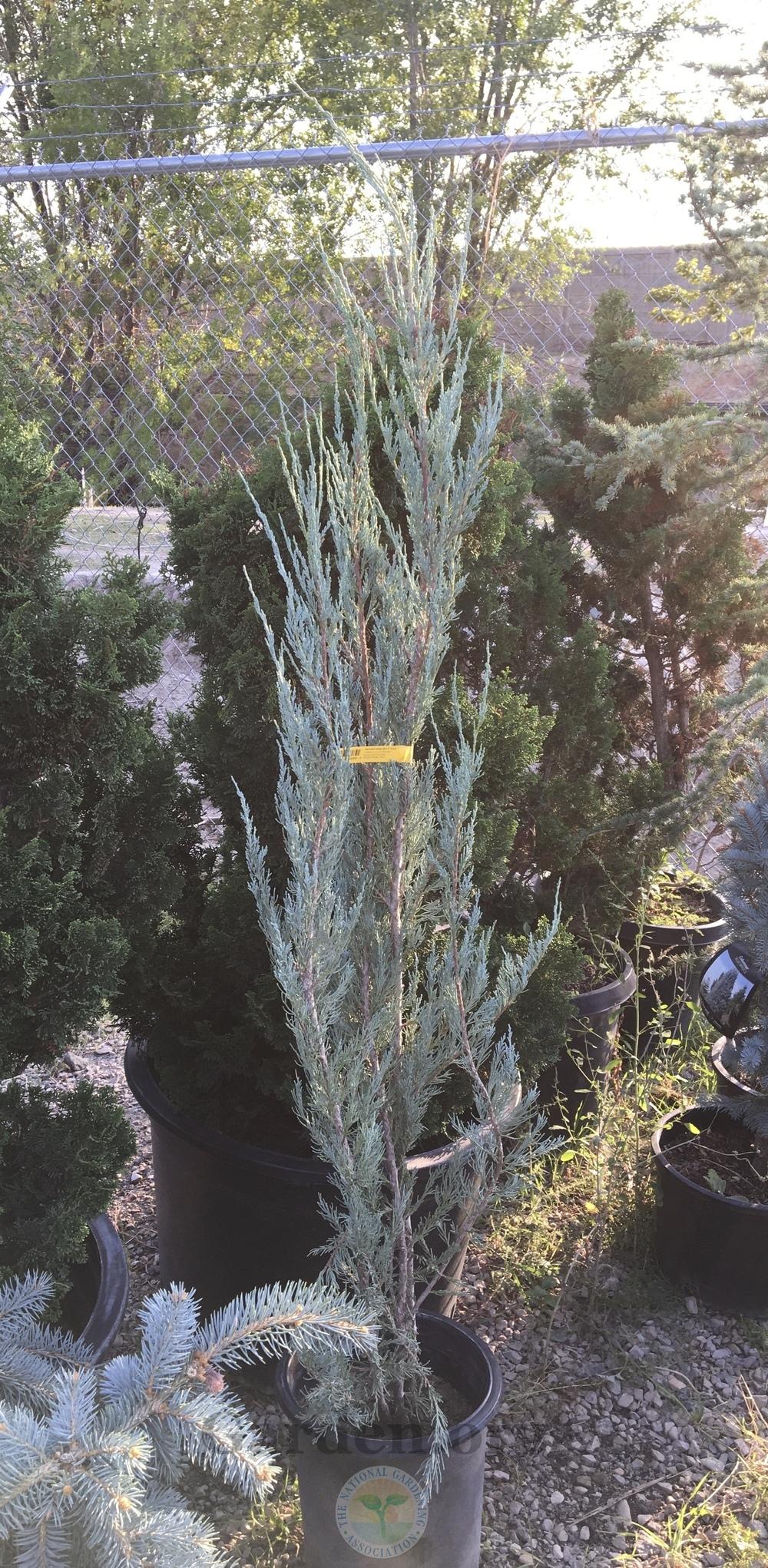 Photo of Rocky Mountain Juniper (Juniperus scopulorum 'Skyrocket') uploaded by BlueOddish