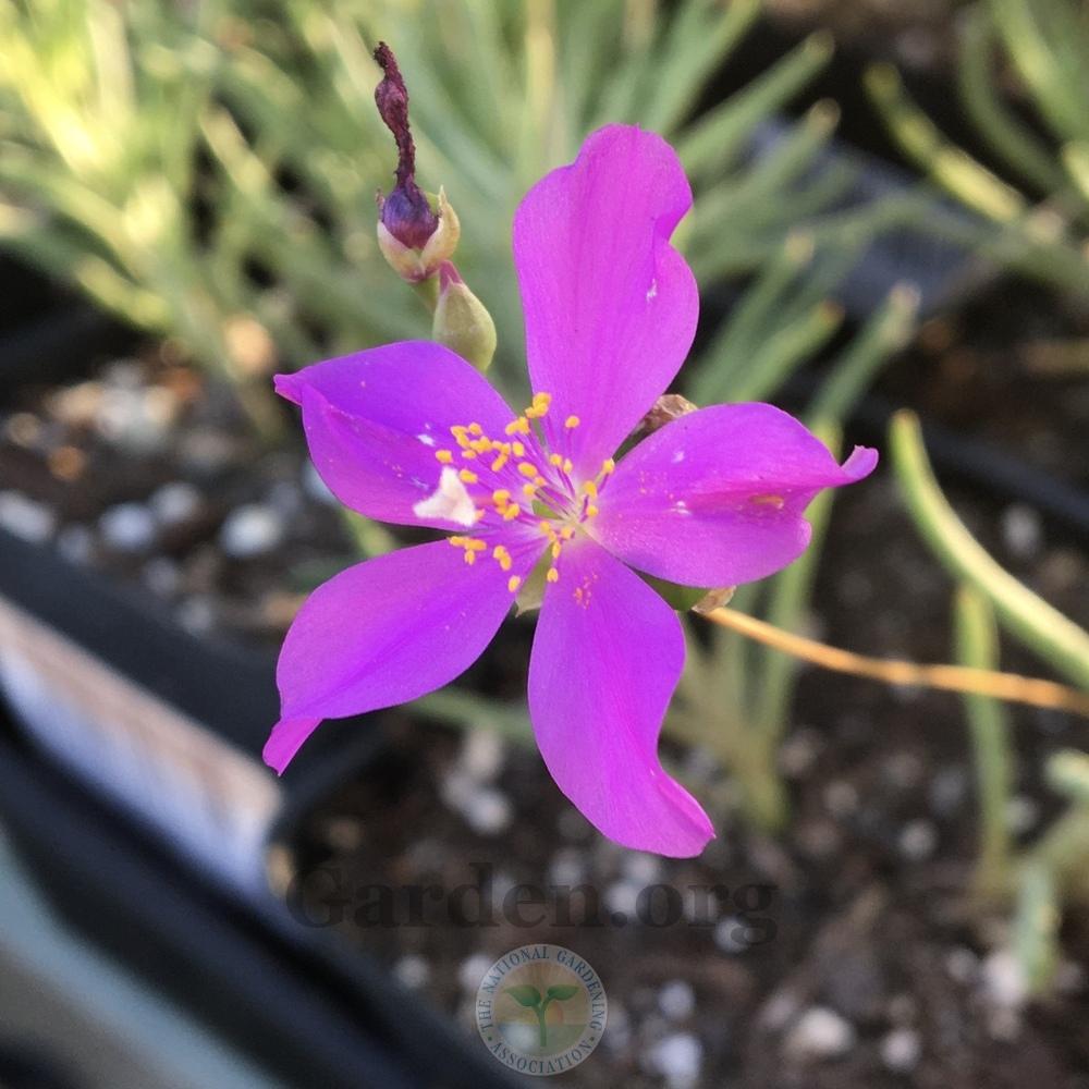Photo of Fameflower (Phemeranthus calycinus) uploaded by BlueOddish