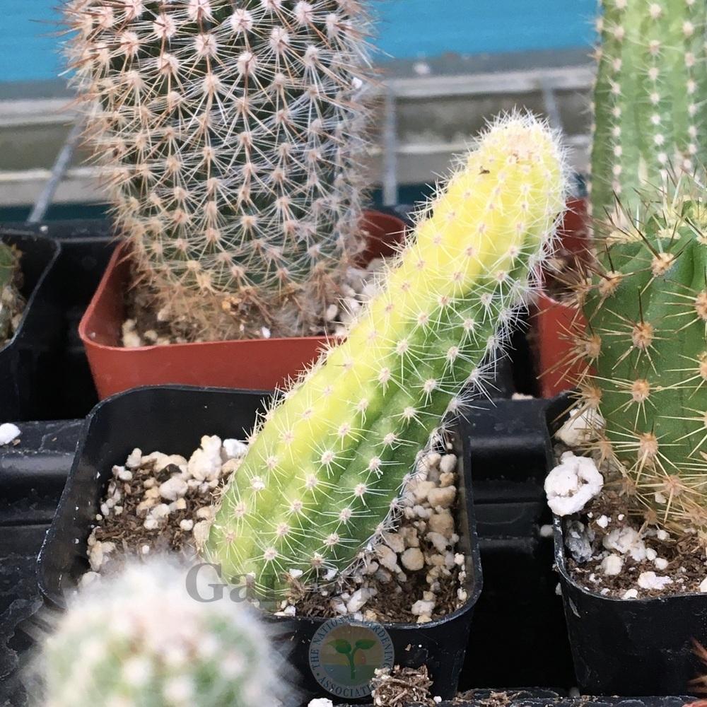 Photo of Peanut Cactus (Chamaecereus silvestrii) uploaded by BlueOddish