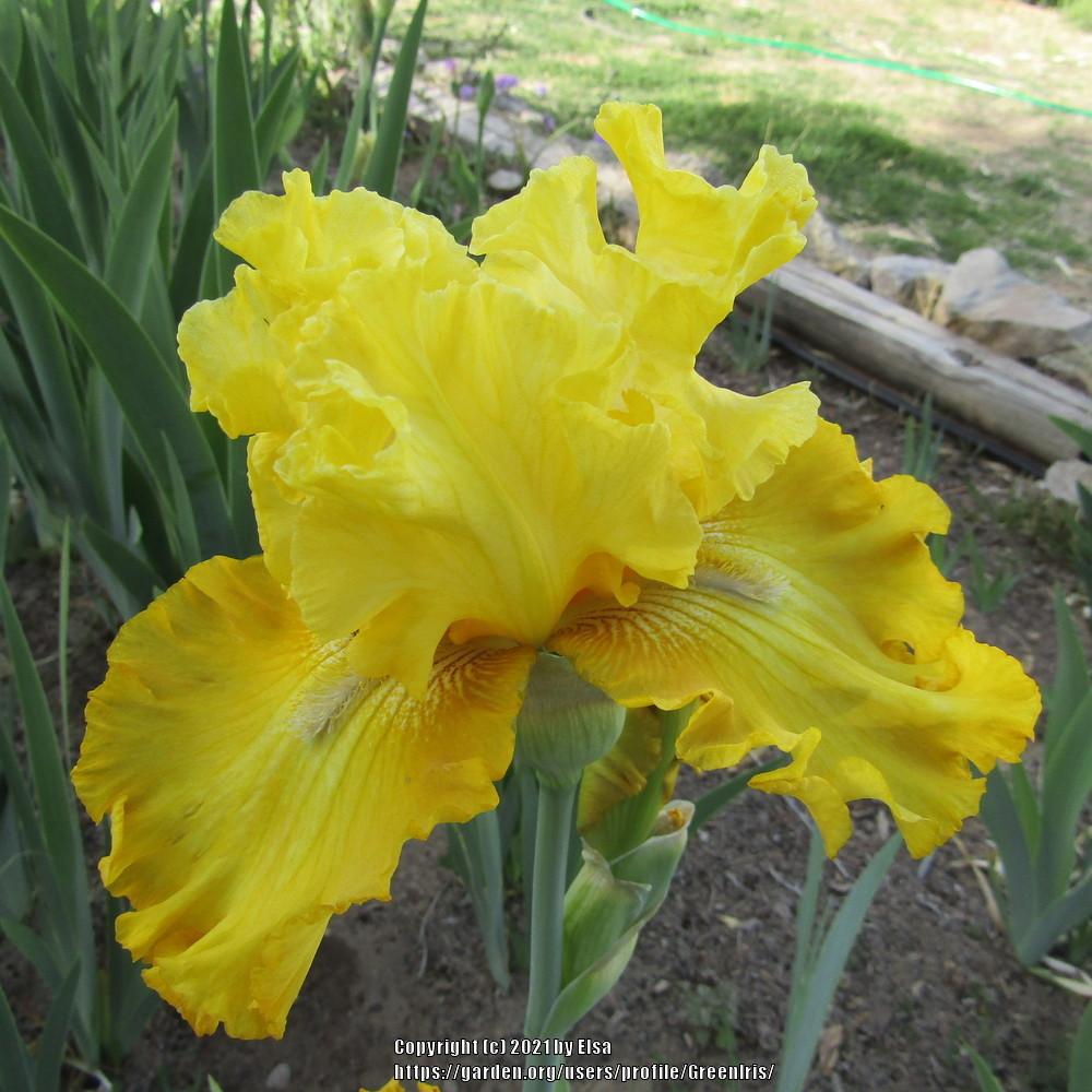 Photo of Tall Bearded Iris (Iris 'Feng Shui') uploaded by GreenIris