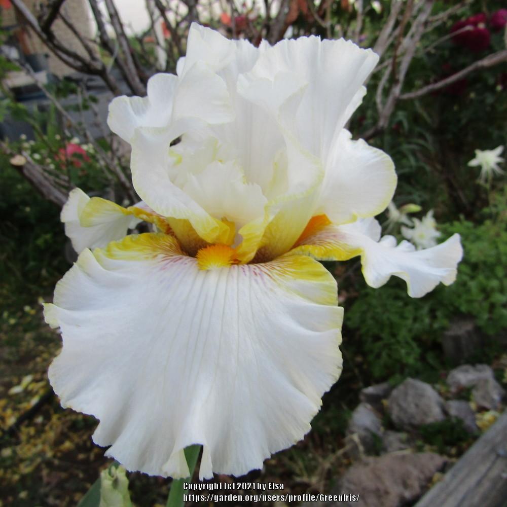 Photo of Tall Bearded Iris (Iris 'Goldkist') uploaded by GreenIris