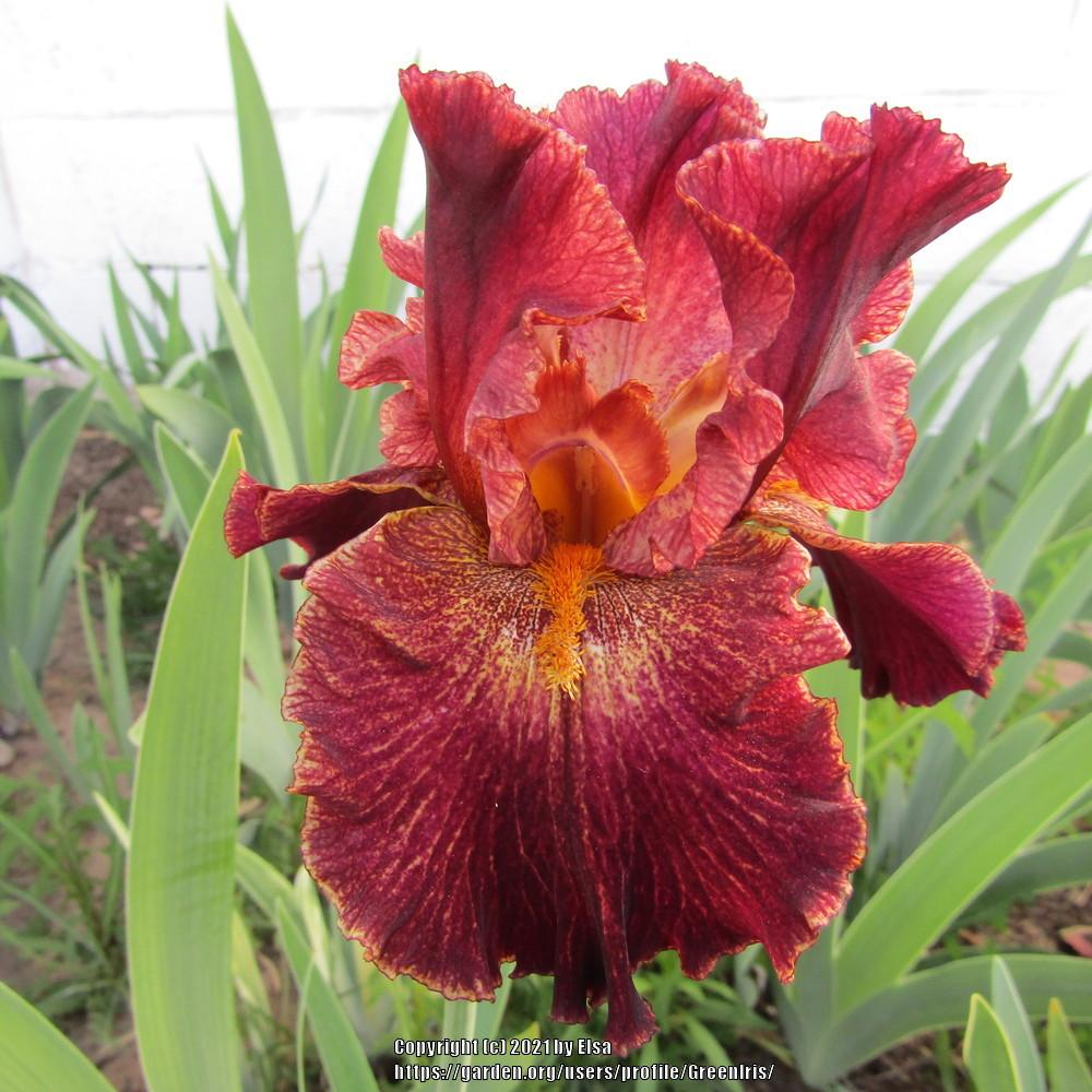 Photo of Tall Bearded Iris (Iris 'Front of the Line') uploaded by GreenIris