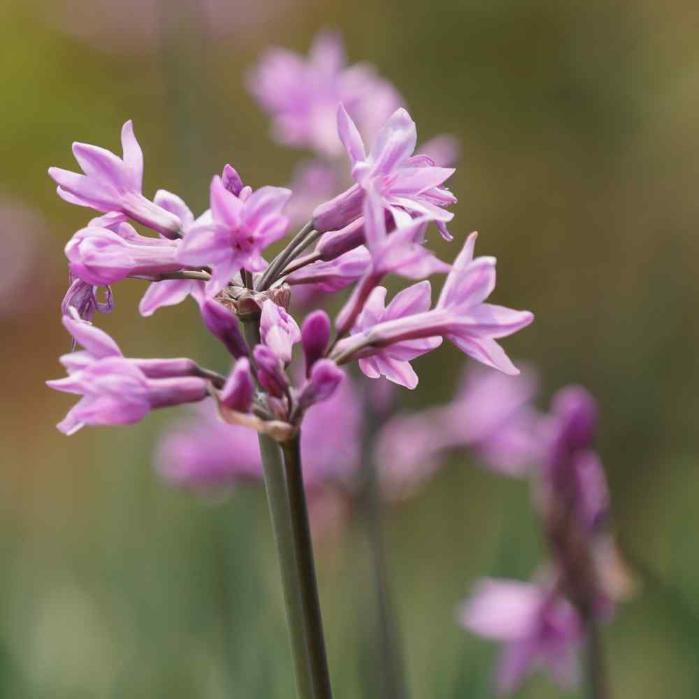 Photo of Society Garlic (Tulbaghia violacea) uploaded by Joy