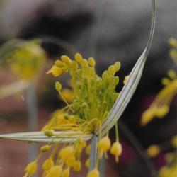 Location: Heathcote Ontario Canada
Date: 1997-18-07
Allium flavum my son's flower closeup
