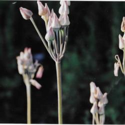 Location: Heathcote Ontario Canada
Date: Late summer
Allium siculum  vertical seed heads
