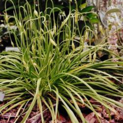 Location: Heathcote Ontario Canada
Date: 1997-09-07
Allium flavum  nodding flower form