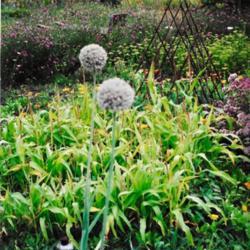 Location: Heathcote Ontario Canada
Date: 2001-23-07
Allium porrum  second year blooms