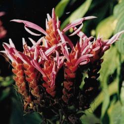 Location: Cairns Botanical Garden  Australia
Date: Summer   1998
Alpinia purpurea