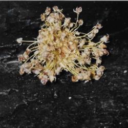 Location: Heathcote Ontario Canada
Date: 1997-11-08
Allium sativum  bulbils