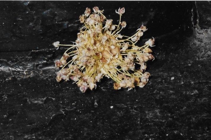 Photo of Garlic (Allium sativum) uploaded by Permastake