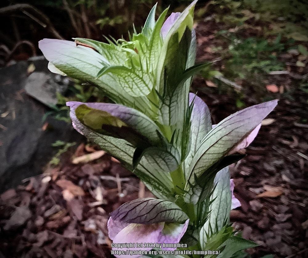 Photo of Bear's Breeches (Acanthus mollis) uploaded by bumplbea