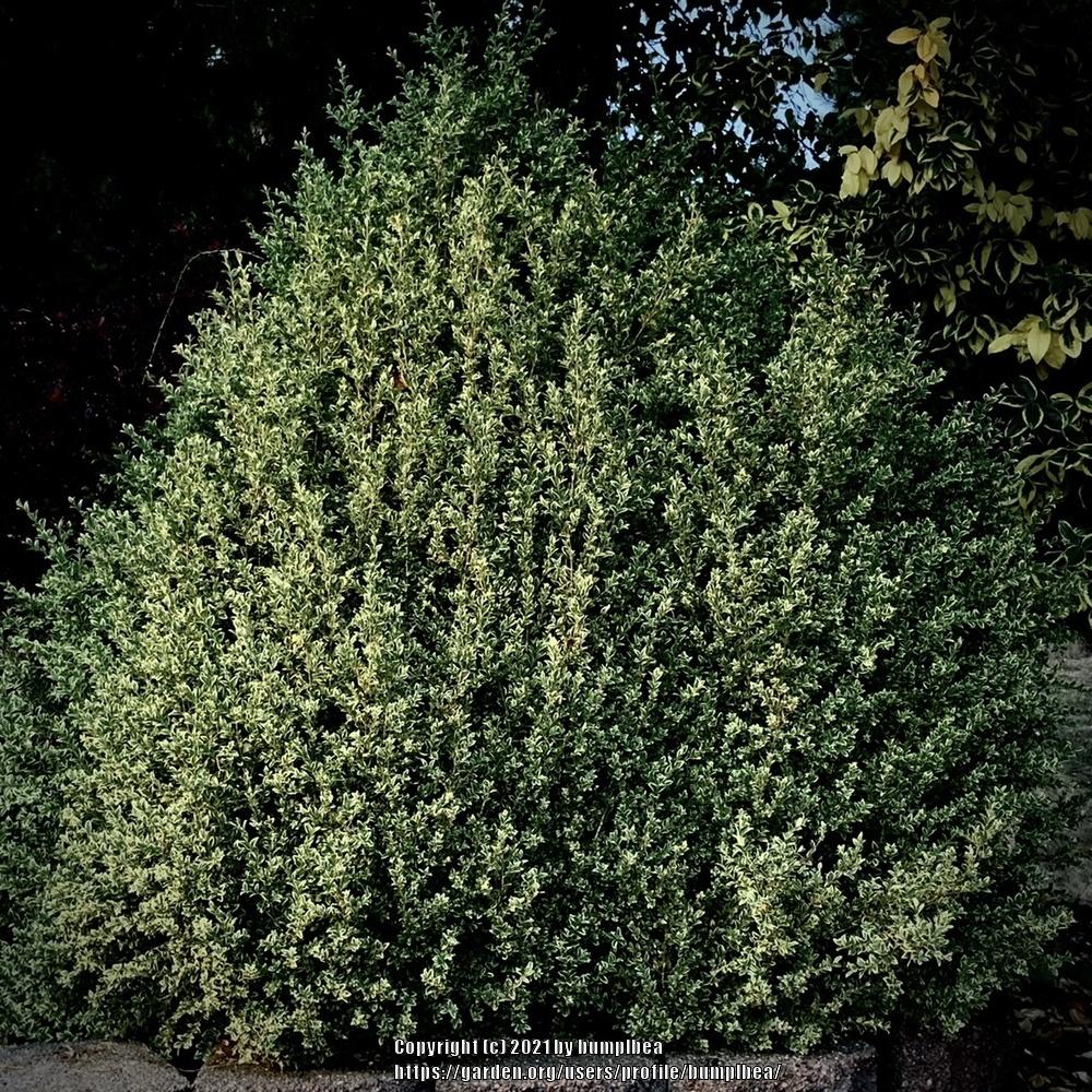 Photo of Variegated Boxwood (Buxus sempervirens 'Variegata') uploaded by bumplbea
