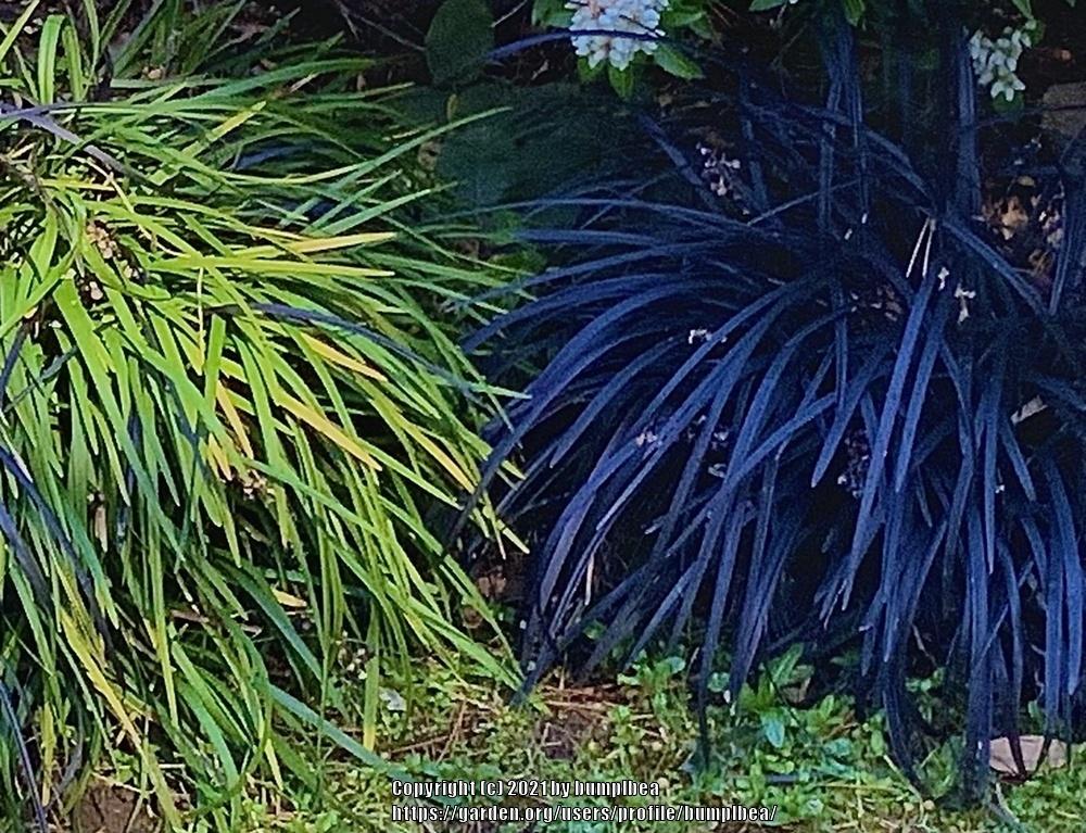 Photo of Mondo Grass (Ophiopogon planiscapus) uploaded by bumplbea